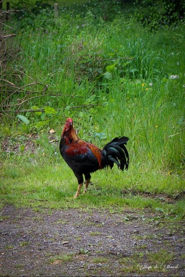 Camping La Sabliere Saint-Jans-Cappel エクステリア 写真