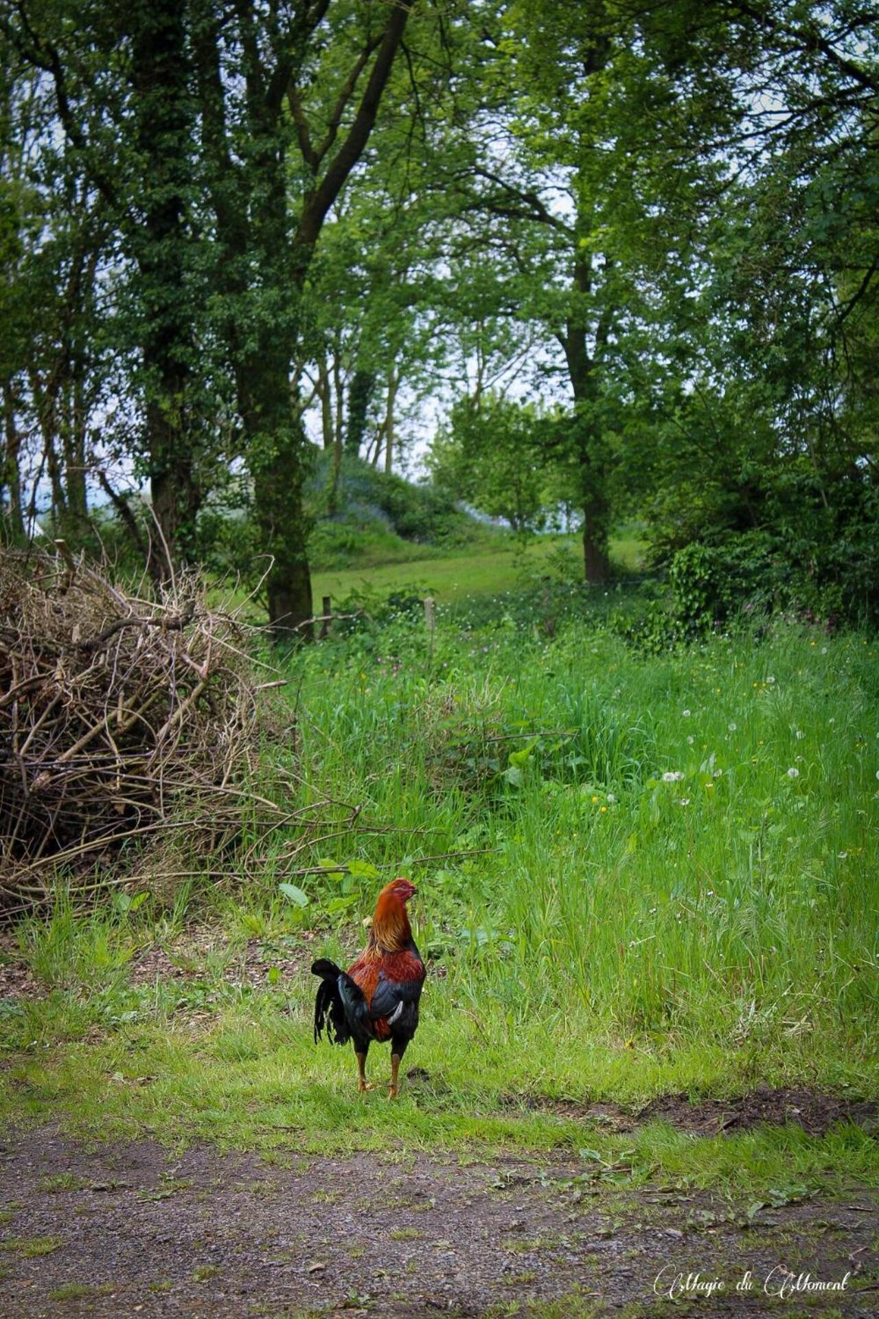 Camping La Sabliere Saint-Jans-Cappel エクステリア 写真